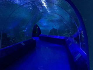 Panouri acrilice de 180 sau 90 de grade pentru tunelul pentru acvariu