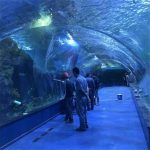 Proiect oceanarium tunel acrilic în acvariu public