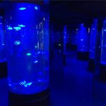 acrilice meduze acvariu rezervor de sticlă